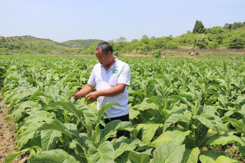 国字号烤烟新品种在郴州首次试种成功