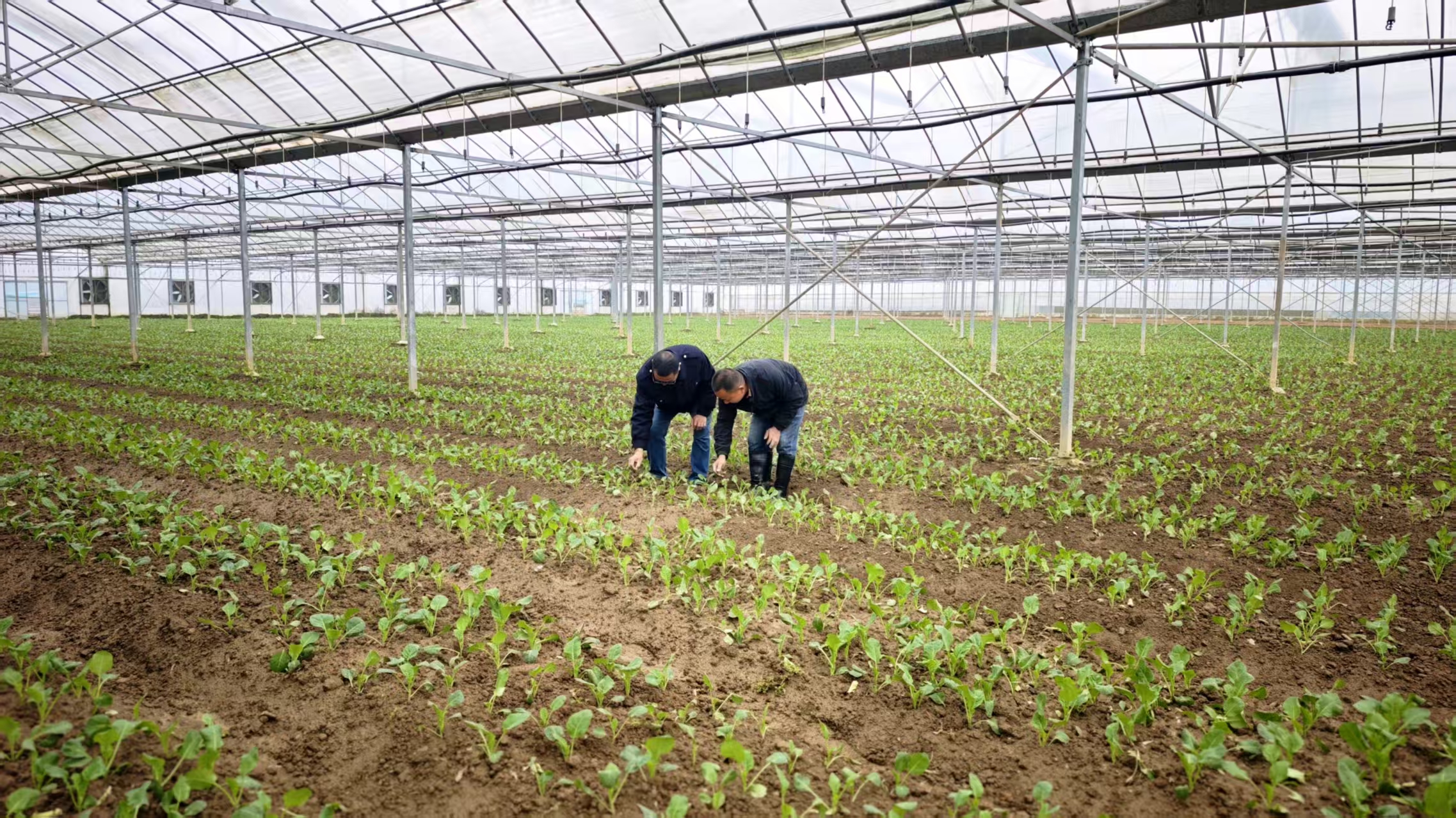 郴州多措并举保障农业生产安全(图1)