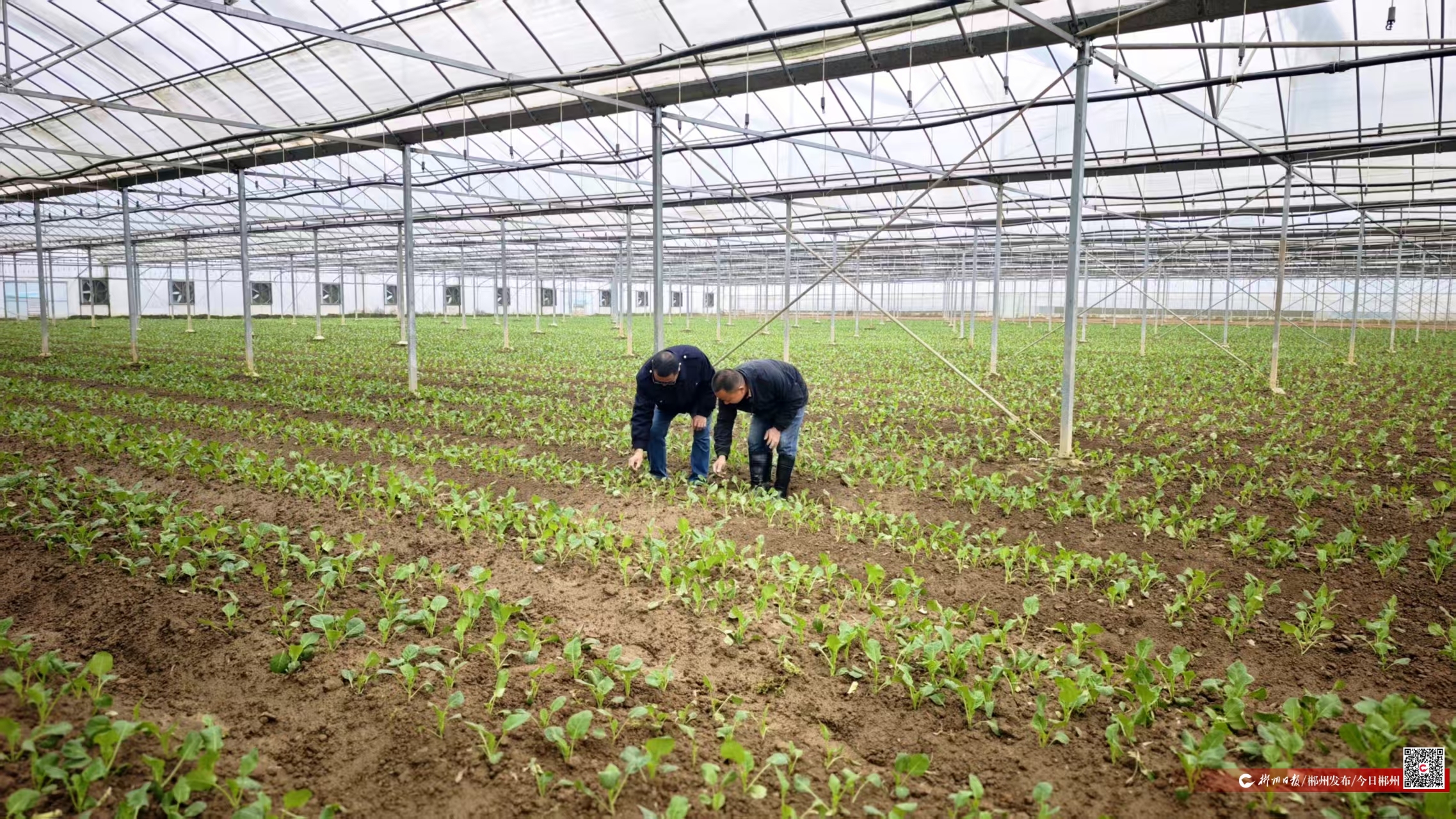 郴州多措并举保障农业生产安全(图1)